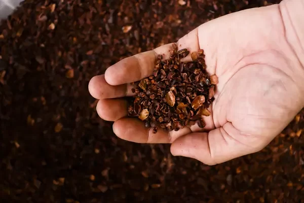 Cacao Molido